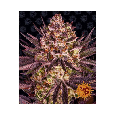 SEMI | BISCOTTI MINTZ - 3 SEMI | BARNEY'S FARM
